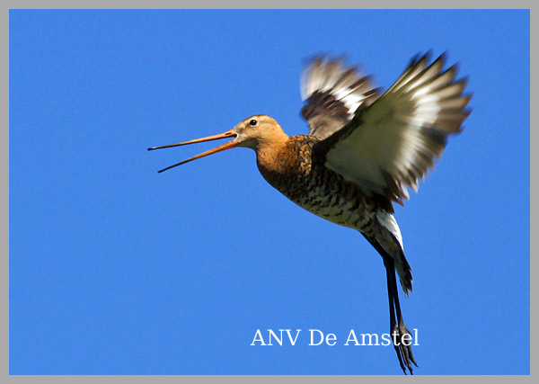 Foto Amstelveen