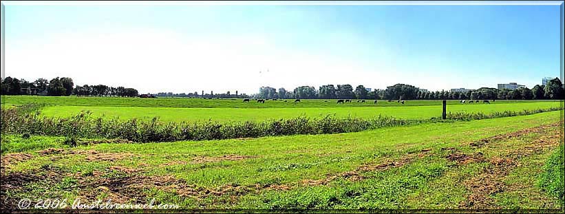 Polder koeien Amstelveen