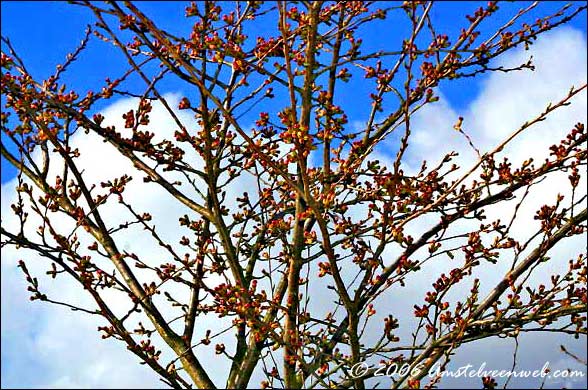 Kersenboom  Amstelveen