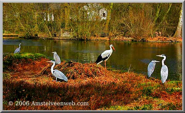 Ooievaar reiger Amstelveen