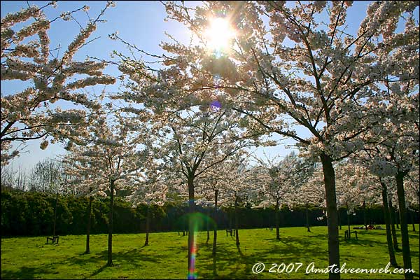 Cherry Blossom Amstelveen