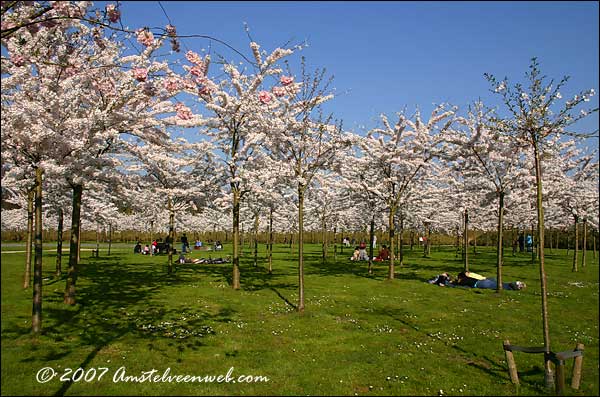 Cherry Blossom Amstelveen