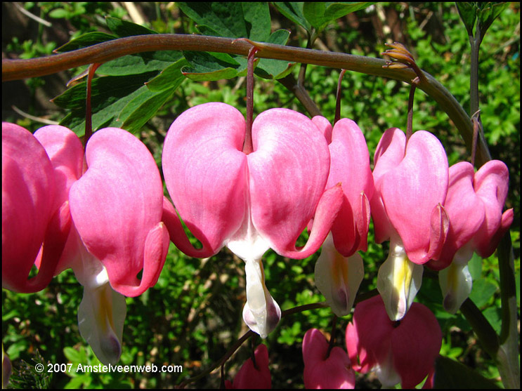 Bloem Amstelveen