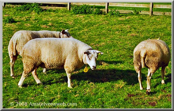 Schaap  Amstelveen