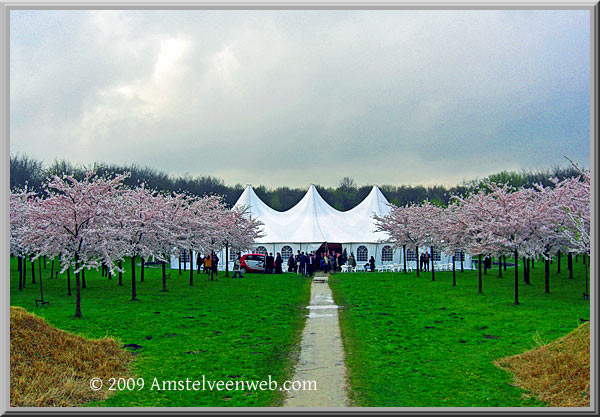 Cherry Blossom Amstelveen