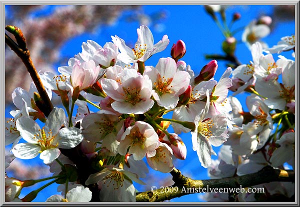 Cherry Blossom Amstelveen