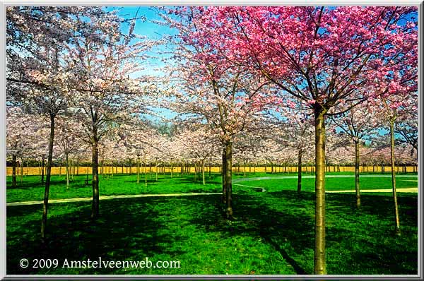 Cherry Blossom Amstelveen