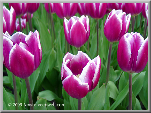 Keukenhof  Amstelveen