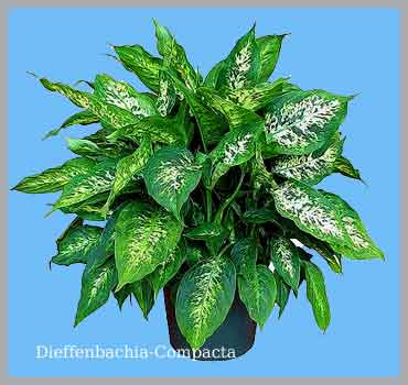 Dieffenbachia Compacta Amstelveen