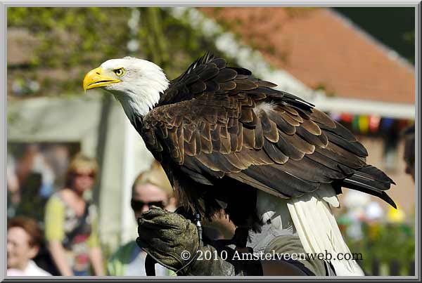 Elsenhove roofvogel Amstelveen