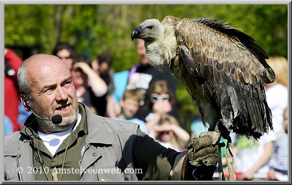 Elsenhove roofvogel Amstelveen