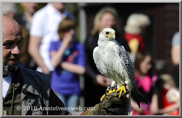 Elsenhove roofvogel Amstelveen