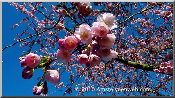 Kersenbloesem Amstelveen