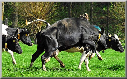 Boerderij  Amstelveen