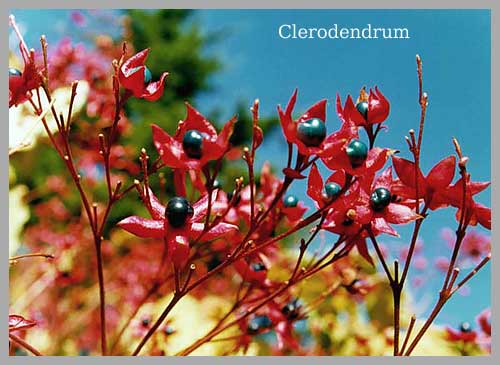 Clerodendrum  Amstelveen