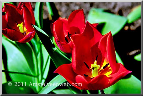 tulpen  Amstelveen