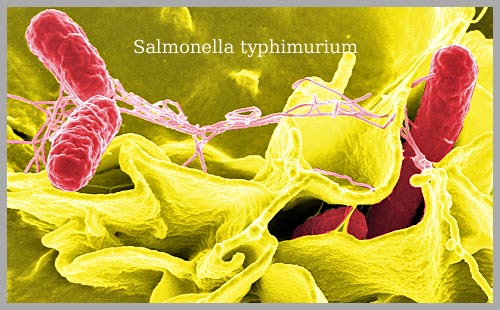 Salmonella Amstelveen