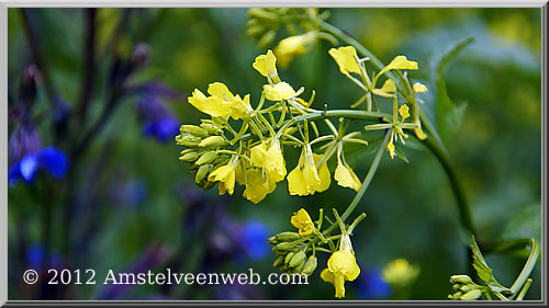 amstellanddag Amstelveen