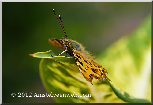 vlinder Amstelveen