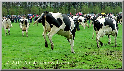 koeiendag Amstelveen