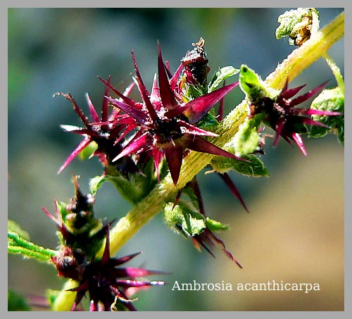 Ambrosia Amstelveen