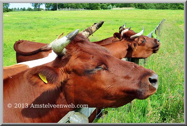 Lakenvelder Amstelveen