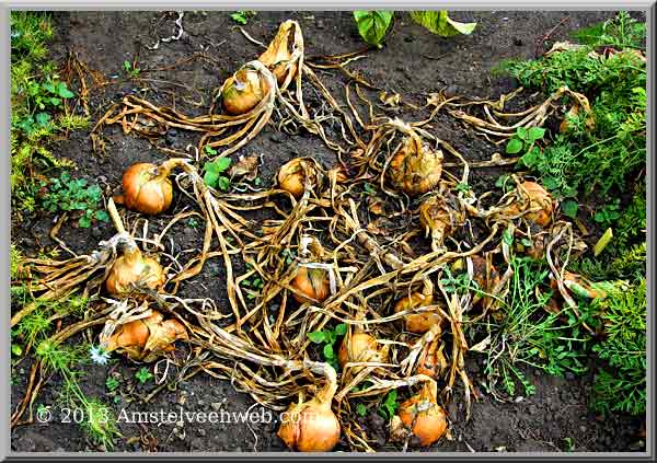 schooltuin Amstelveen