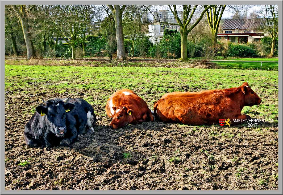 Foto Amstelveen