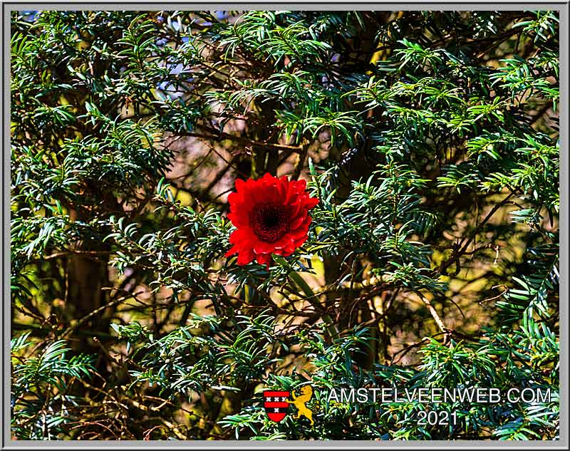 Foto Amstelveen