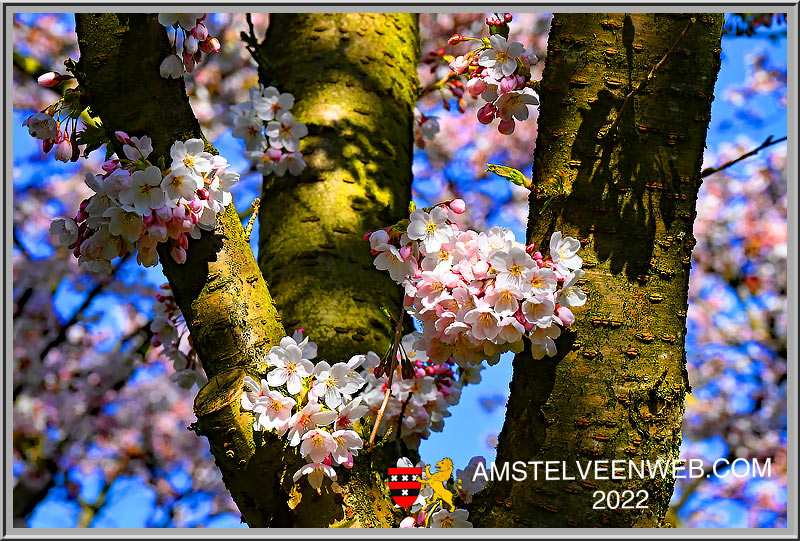 Foto Amstelveen